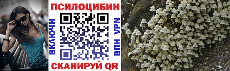 Псилоцибиновые грибы мицелий  Шенкурск 